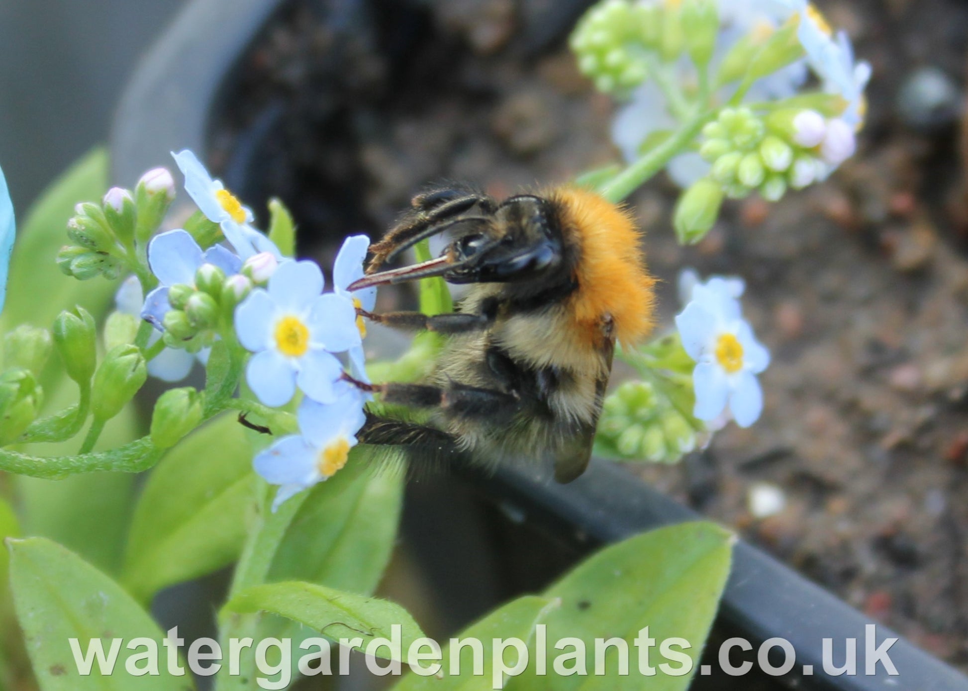 Myosotis scorpioides Native Water Forget-Me-Not with bumblebee