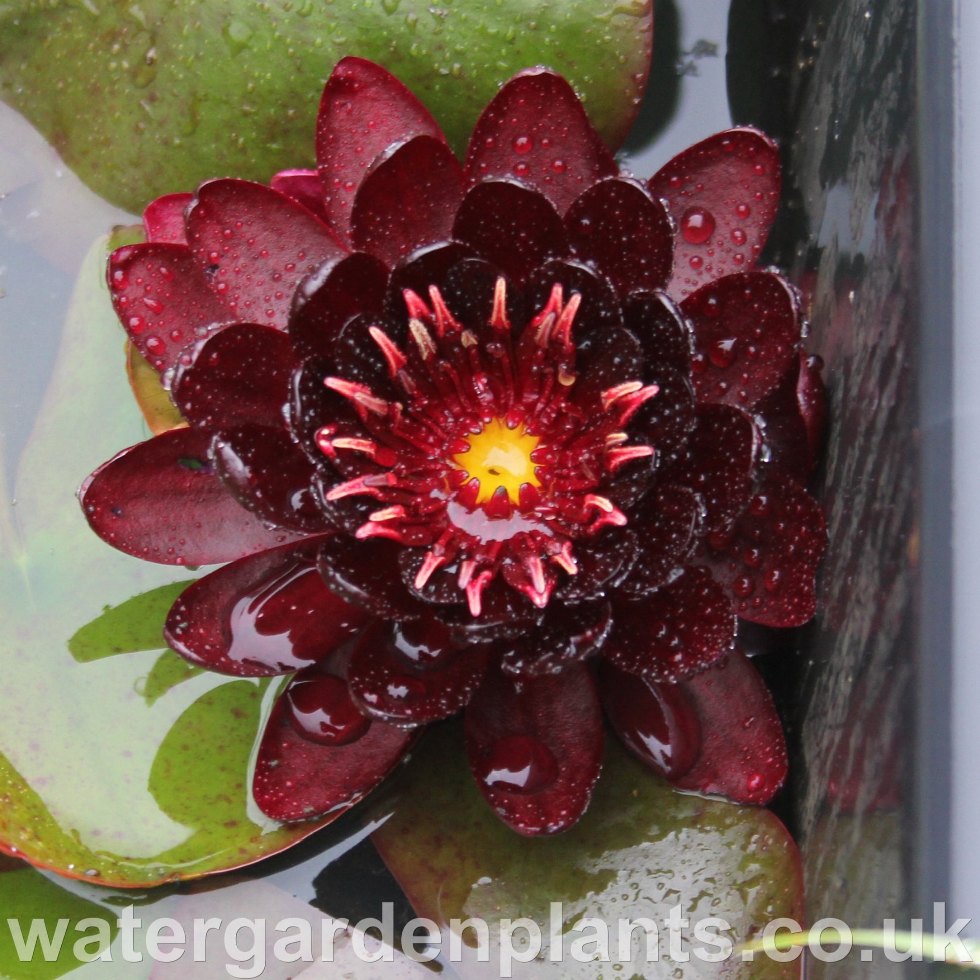 black water lily flower Nymphaea 'Black Princess'