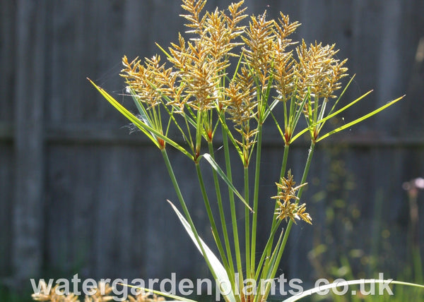 Cyperus giganteus - Mexican Papyrus, Hardy Papyrus with close up of seed head