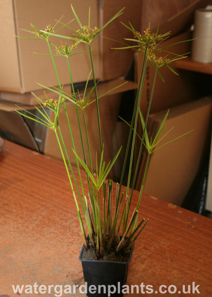 Cyperus involucratus (alternifolia) Umbrella Grass