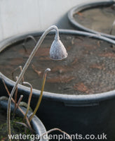 Lotus head in the frost