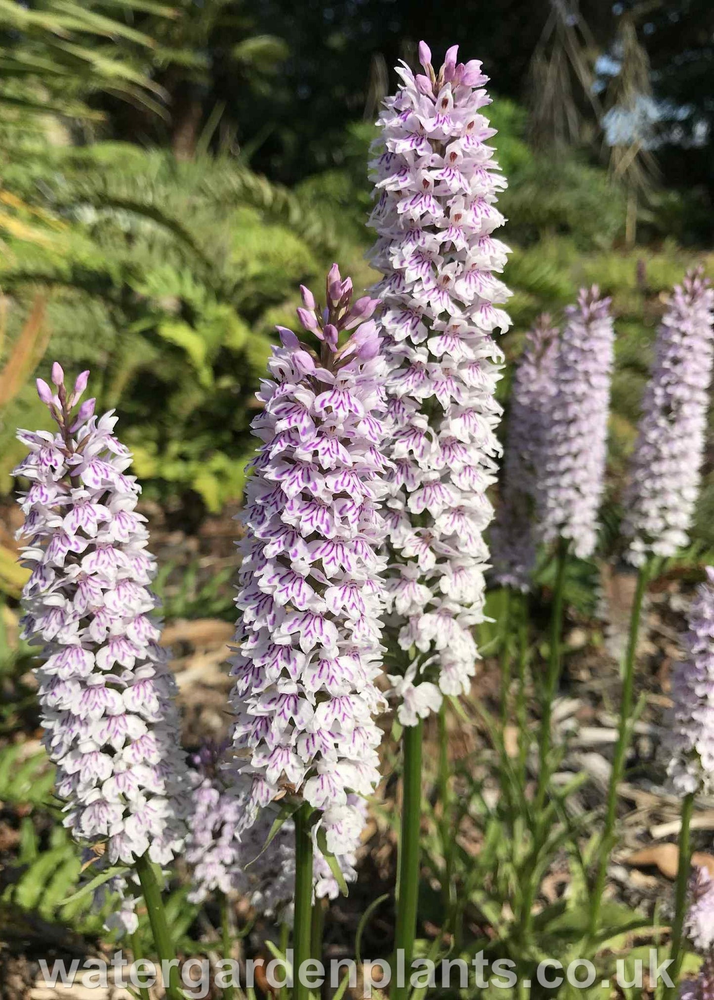 Clump of Dactylorhiza_fuchsii_Marsh_Orchid_or_Common_Spotted_Orchid