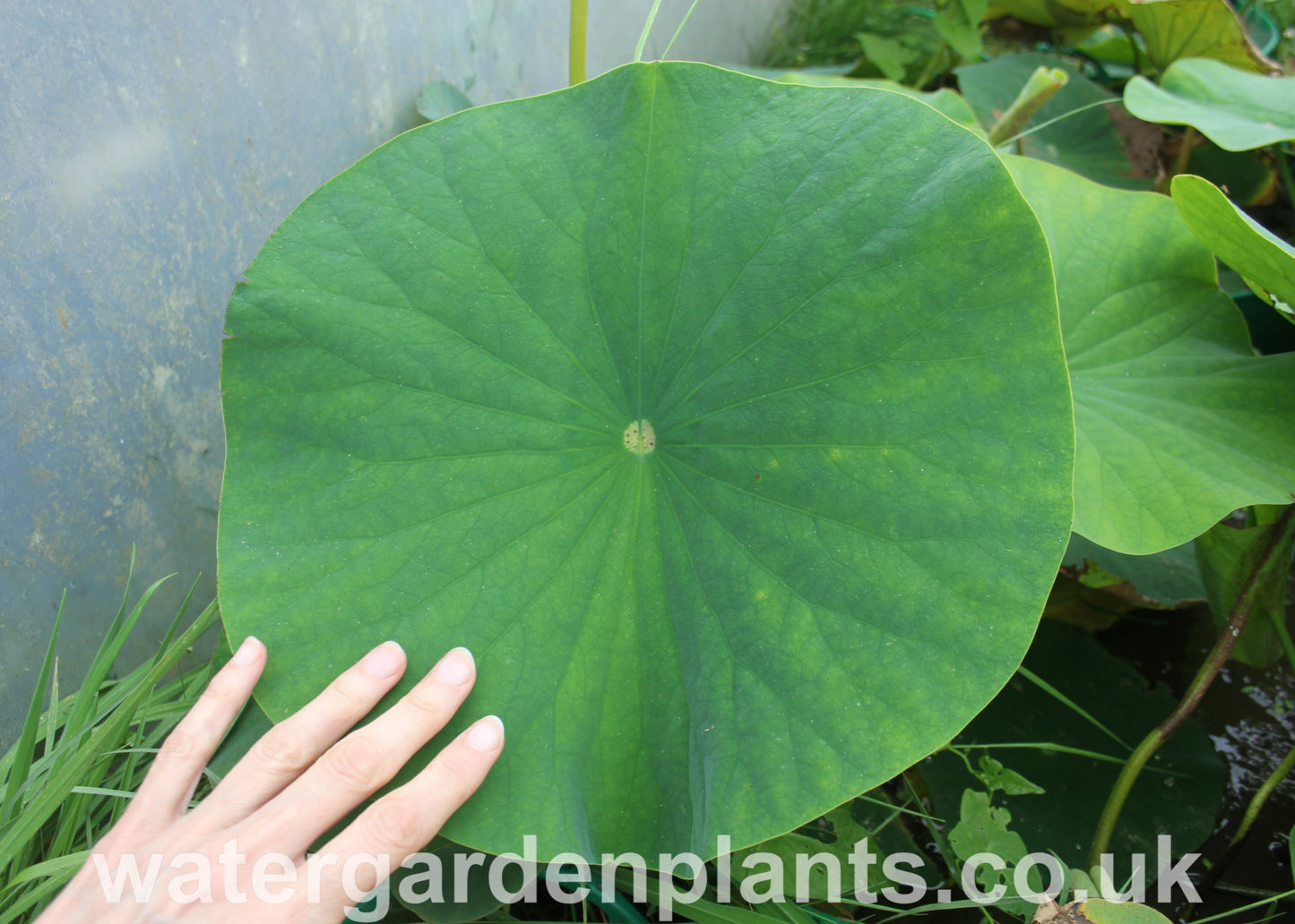 Hand on leaf of Nelumbo 'Mrs Perry D Slocum' Lotus