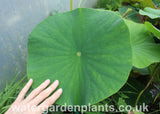 Hand on leaf of Nelumbo 'Mrs Perry D Slocum' Lotus