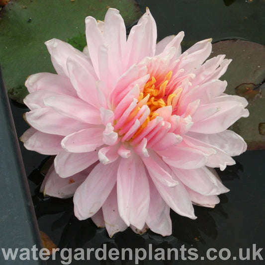 Bloom of waterlily Nymphaea 'Lily Pons'