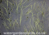 Luronium natans - Floating Water-Plantain, winter foliage