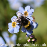 Myosotis scorpioides Native Water Forget-Me-Not with bumblebee