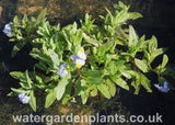 Myosotis scorpioides - Water Forget-Me-Not with Orangetip Butterfly