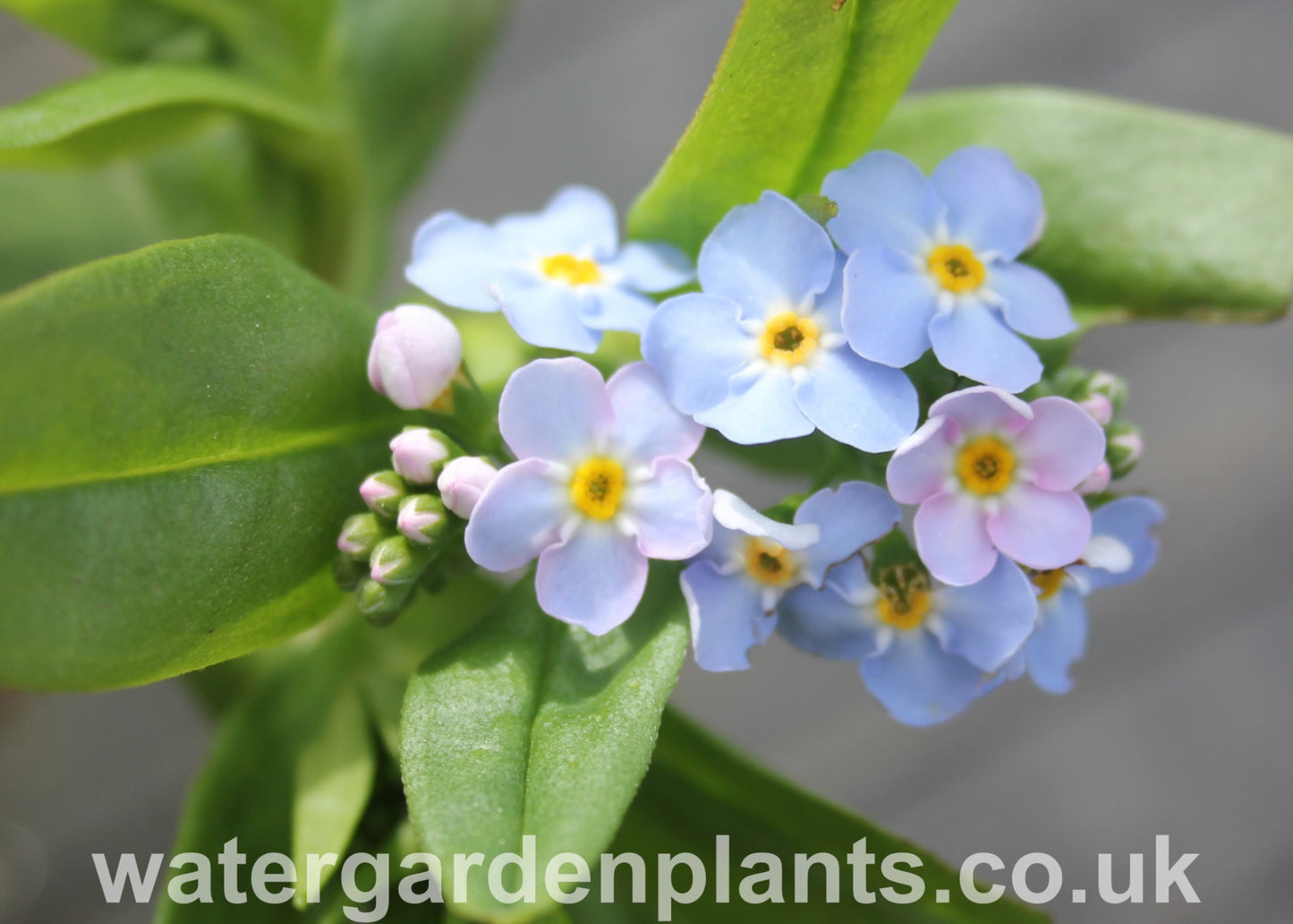Myosotis scorpioides Native Water Forget-Me-Not Flower