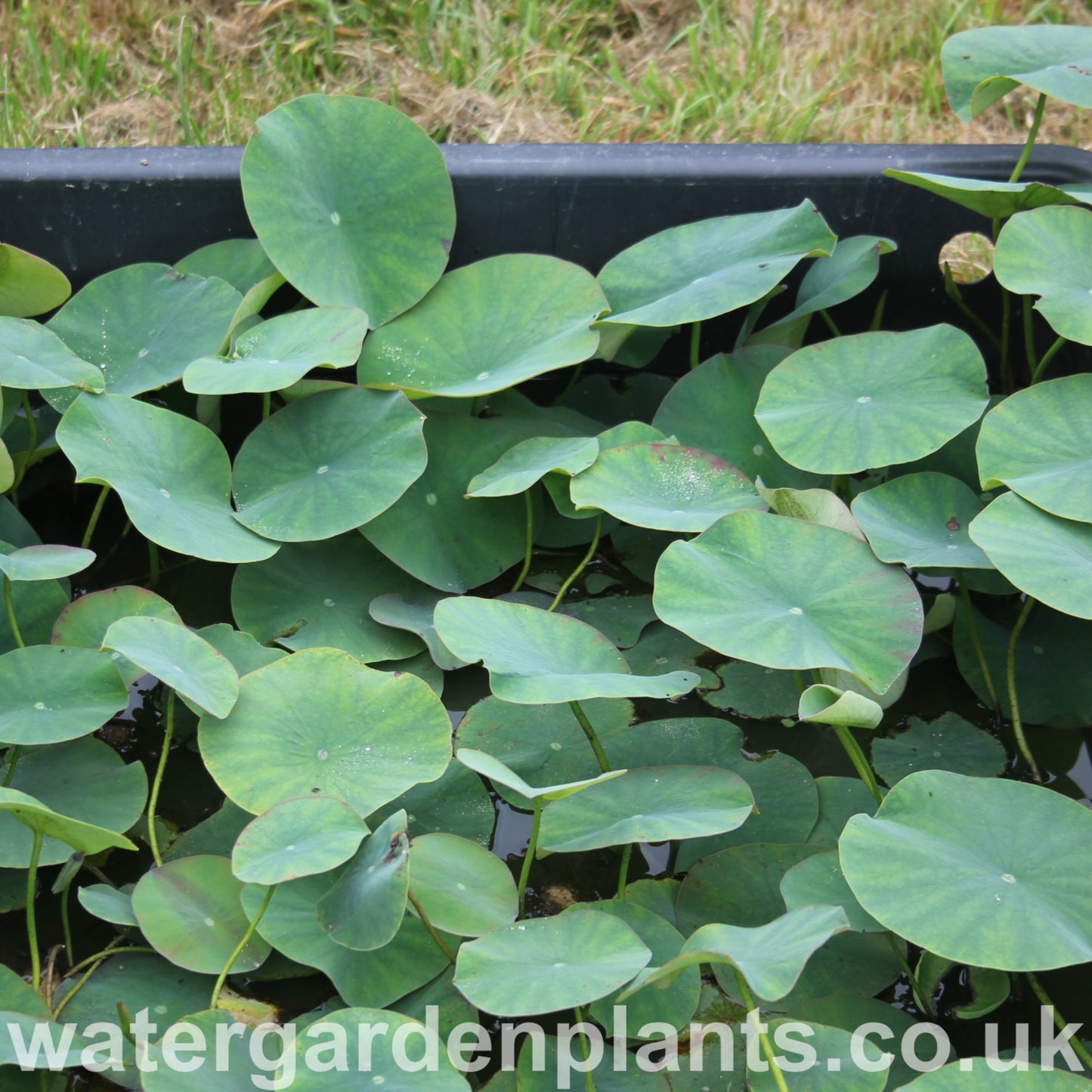 Lotus_Leaves Nelumbo_Pink_n_Yellow