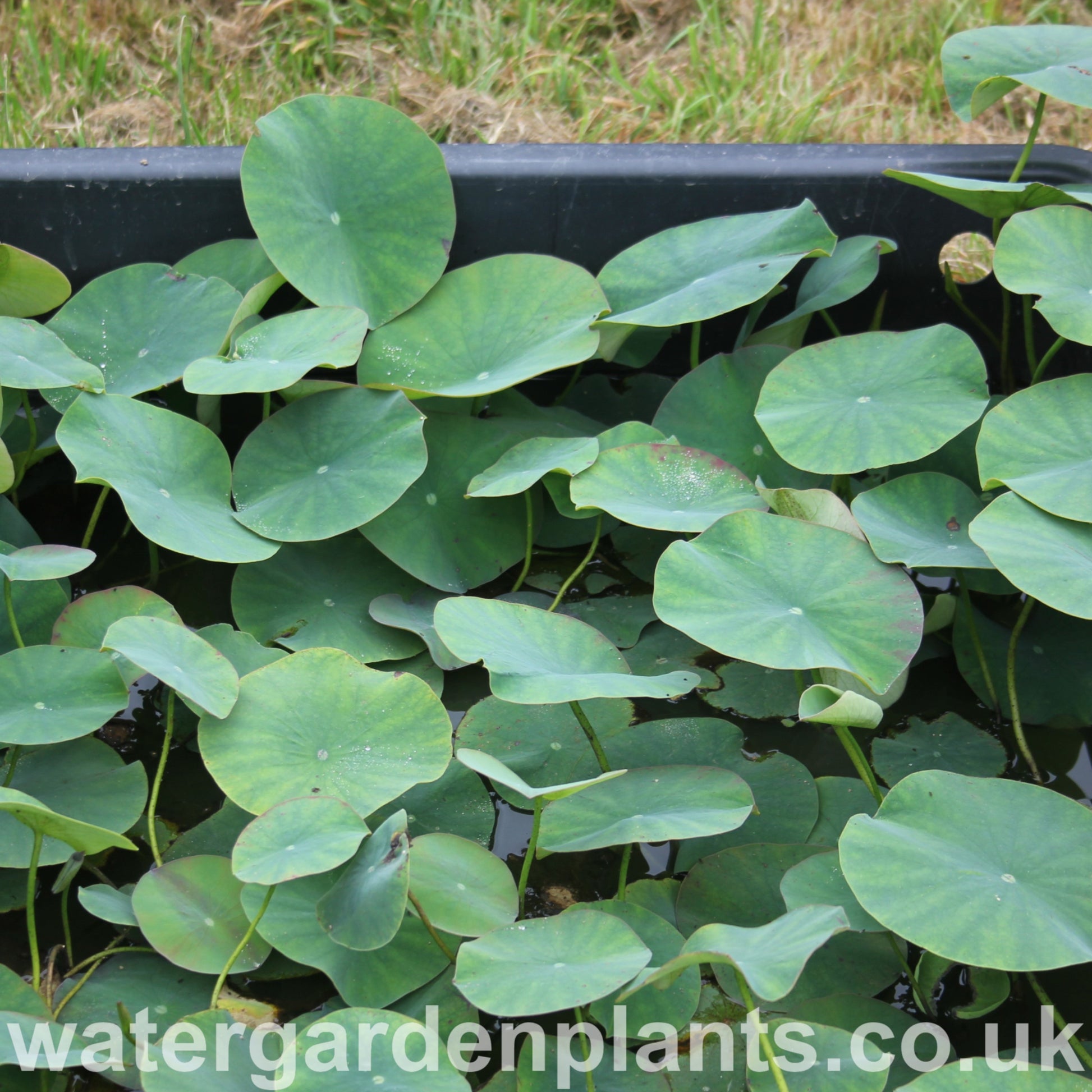 Lotus_Leaves Nelumbo_Pink_n_Yellow