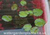 Nymphoides peltata (Villarsia nymphoides) - Fringed Waterlily, Floating Heart, leaves