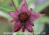 Potentilla palustris Marsh Cinquefoil or Bog Strawberry, single bloom close up