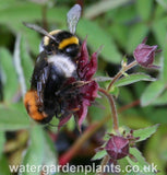 Potentilla palustris Marsh Cinquefoil or Bog Strawberry, with two bumblebees