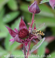 Potentilla palustris Marsh Cinquefoil or Bog Strawberry, with hoverfly