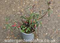 Potentilla palustris Marsh Cinquefoil or Bog Strawberry in pot