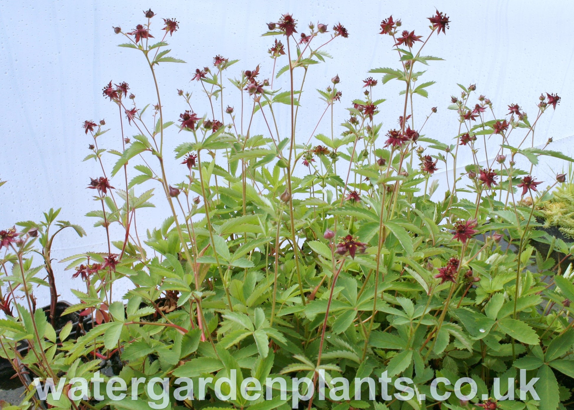 Potentilla palustris Marsh Cinquefoil or Bog Strawberry