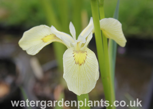 Iris pseudacorus 'Alba' - White Flag Iris