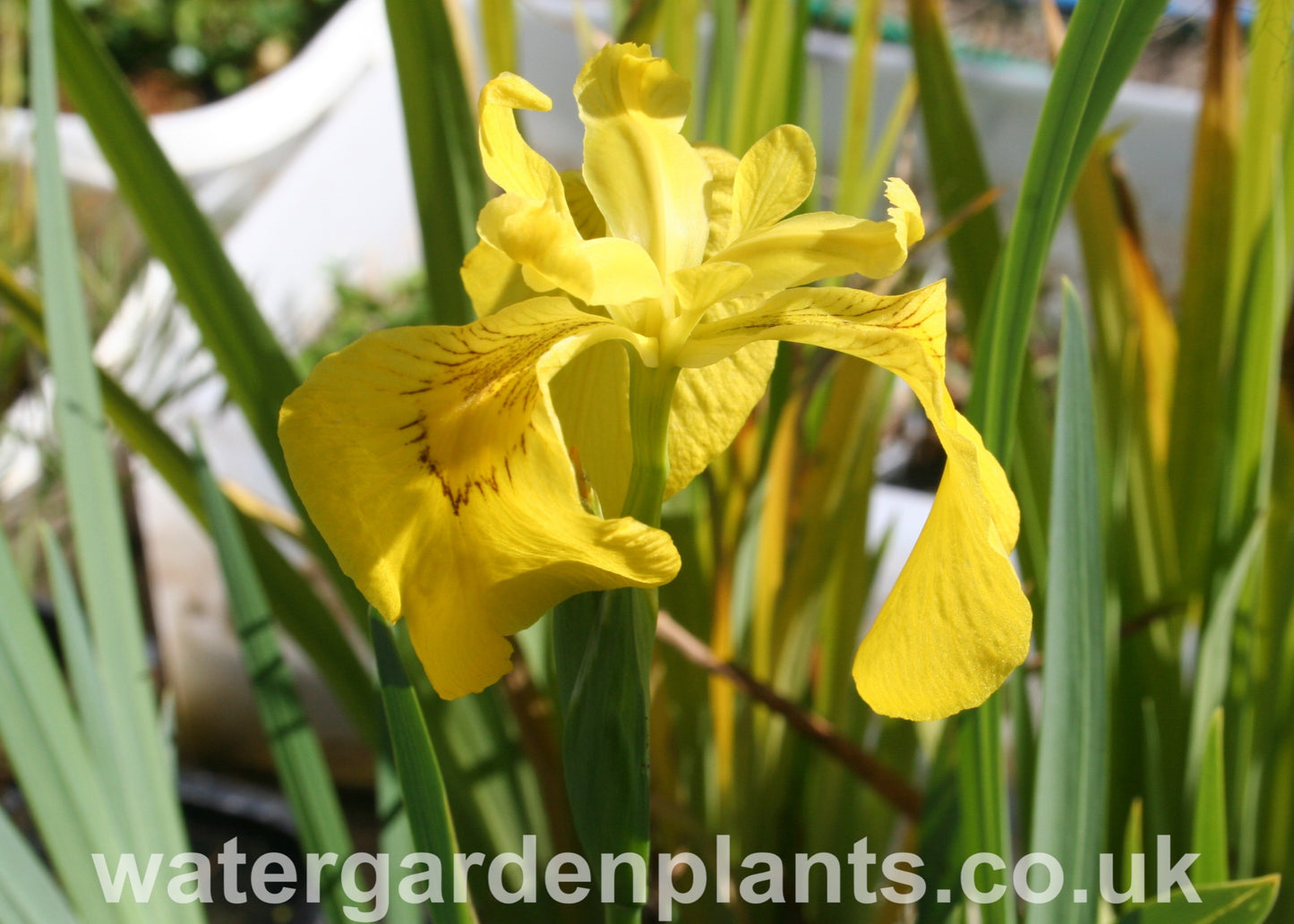 Iris pseudacorus - Yellow Flag Iris