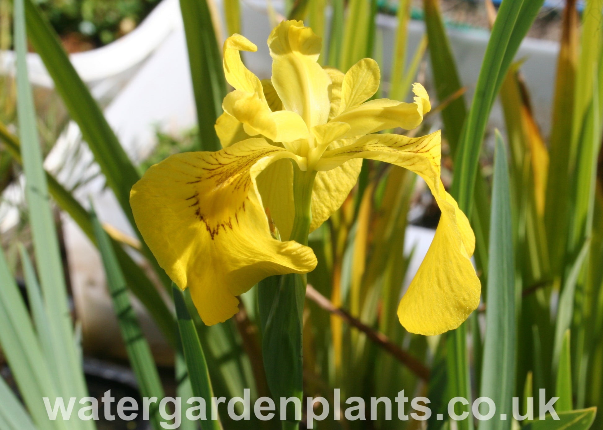 Iris pseudacorus - Yellow Flag Iris