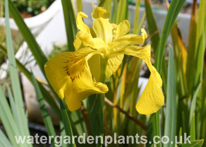 Iris pseudacorus - Yellow Flag Iris