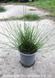 Equisteum_scirpoides_Dwarf_Horsetail_or_Bushy_Horsetail