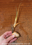 Sagittaria sagittifolia var. leucopetala 'Flore Pleno' - Double-Flowered Arrowhead, Double-Flowered Swamp Potato Tuber, Sprouting