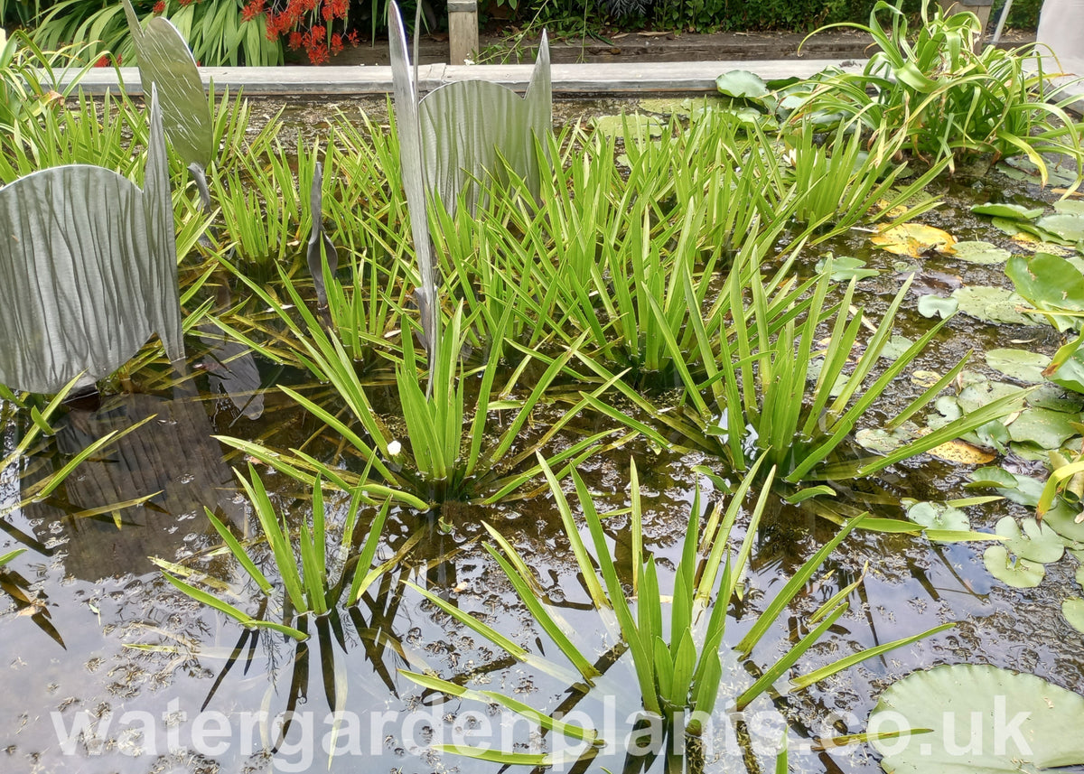 Several mature Stratiotes aloides in a pond.