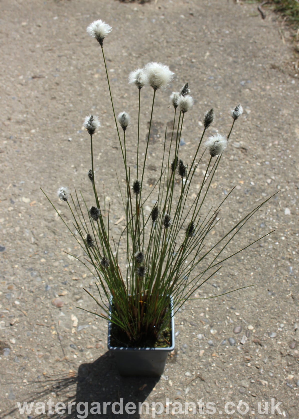 Eriophorum vaginatum - Water Garden Plants