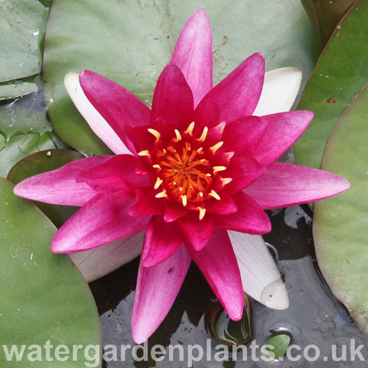 Waterlily Nymphaea 'Vésuve' ('La Vésuve') 