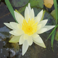 Bloom of Waterlily Nymphaea 'Yellow Princess'