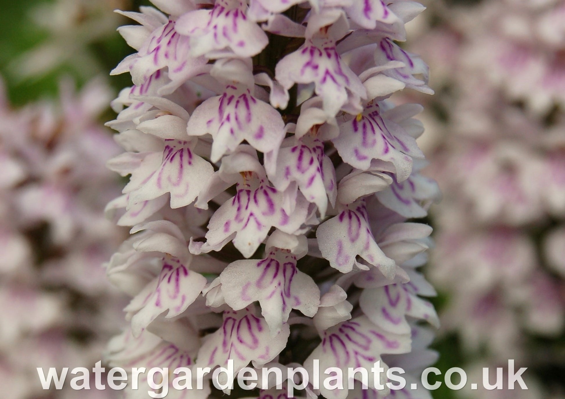 Flower of Dactylorhiza_fuchsii_Marsh_Orchid_or_Common_Spotted_Orchid