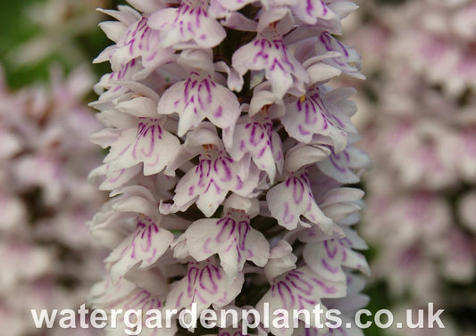 Flower of Dactylorhiza_fuchsii_Marsh_Orchid_or_Common_Spotted_Orchid