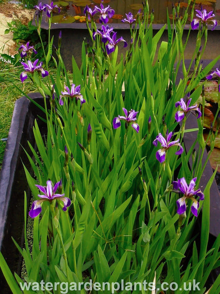 Planting Flag Iris - Learn About Growing Flag Iris Plants In The Garden