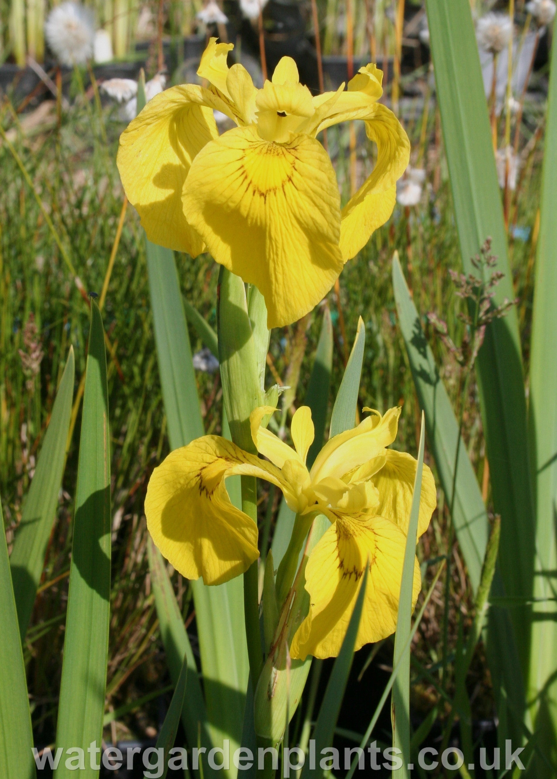 Iris pseudacorus - Yellow Flag Iris
