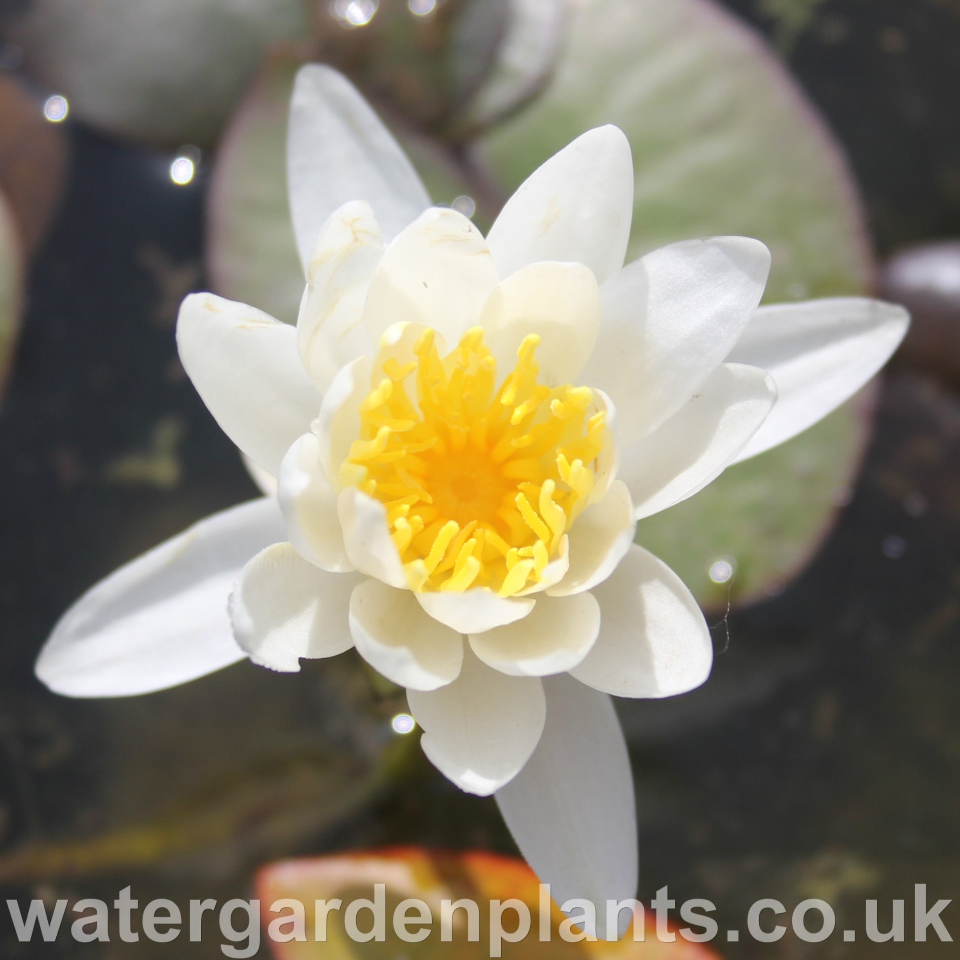 fragrant water lily flower Nymphaea odorata var. minor