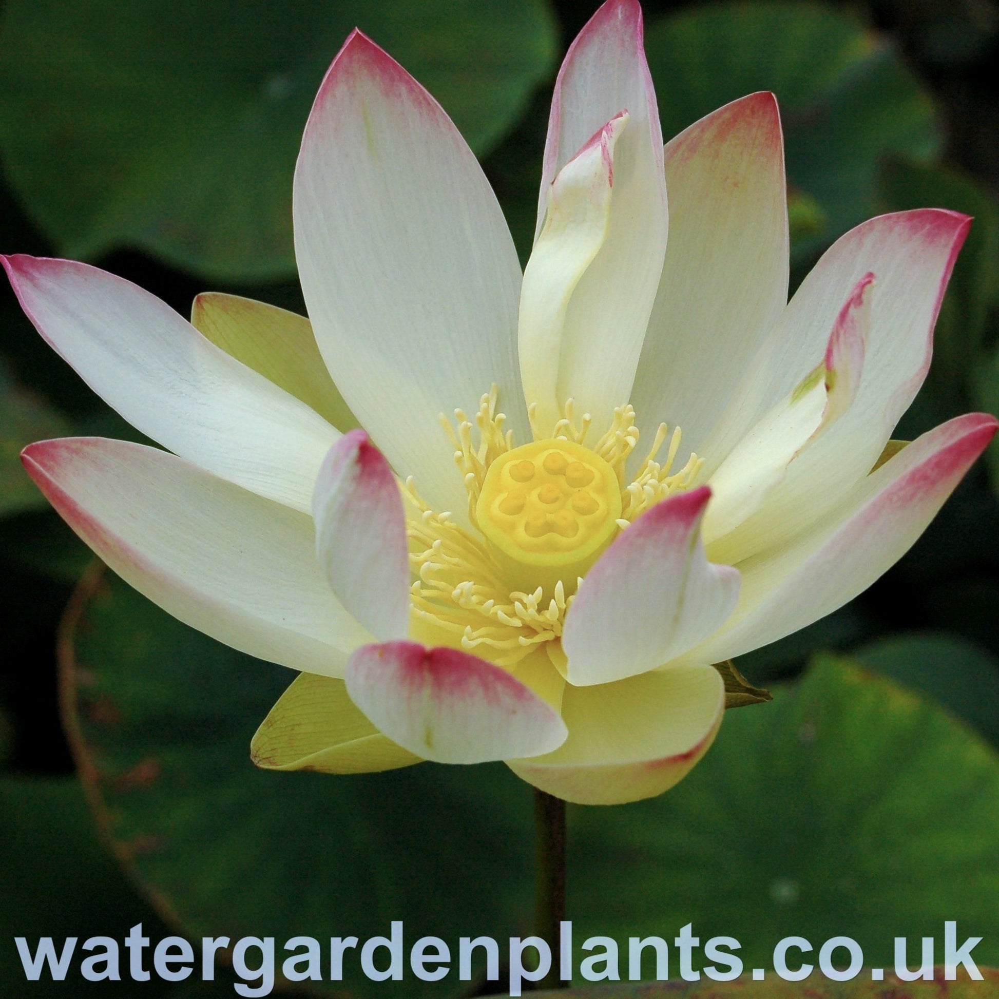 Lotus_Flower Nelumbo_Pink_n_Yellow
