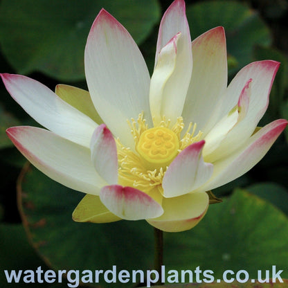 Lotus_Flower Nelumbo_Pink_n_Yellow