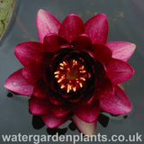 Waterlily Nymphaea 'Almost Black'