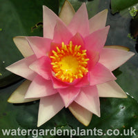 Waterlily Nymphaea 'Amabilis'