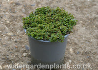 Anagallis tenella - Bog Pimpernel foliage