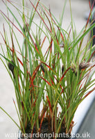 Eriophorum_angustifolium_Common_Cottongrass