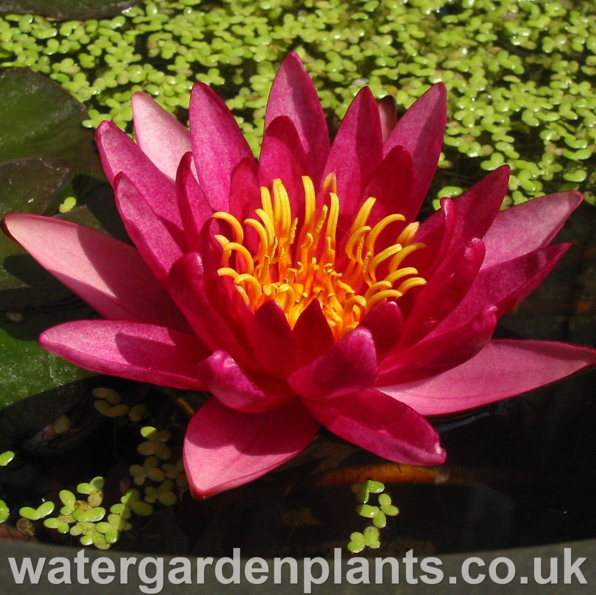 Nymphaea 'Atropurpurea' Waterlily