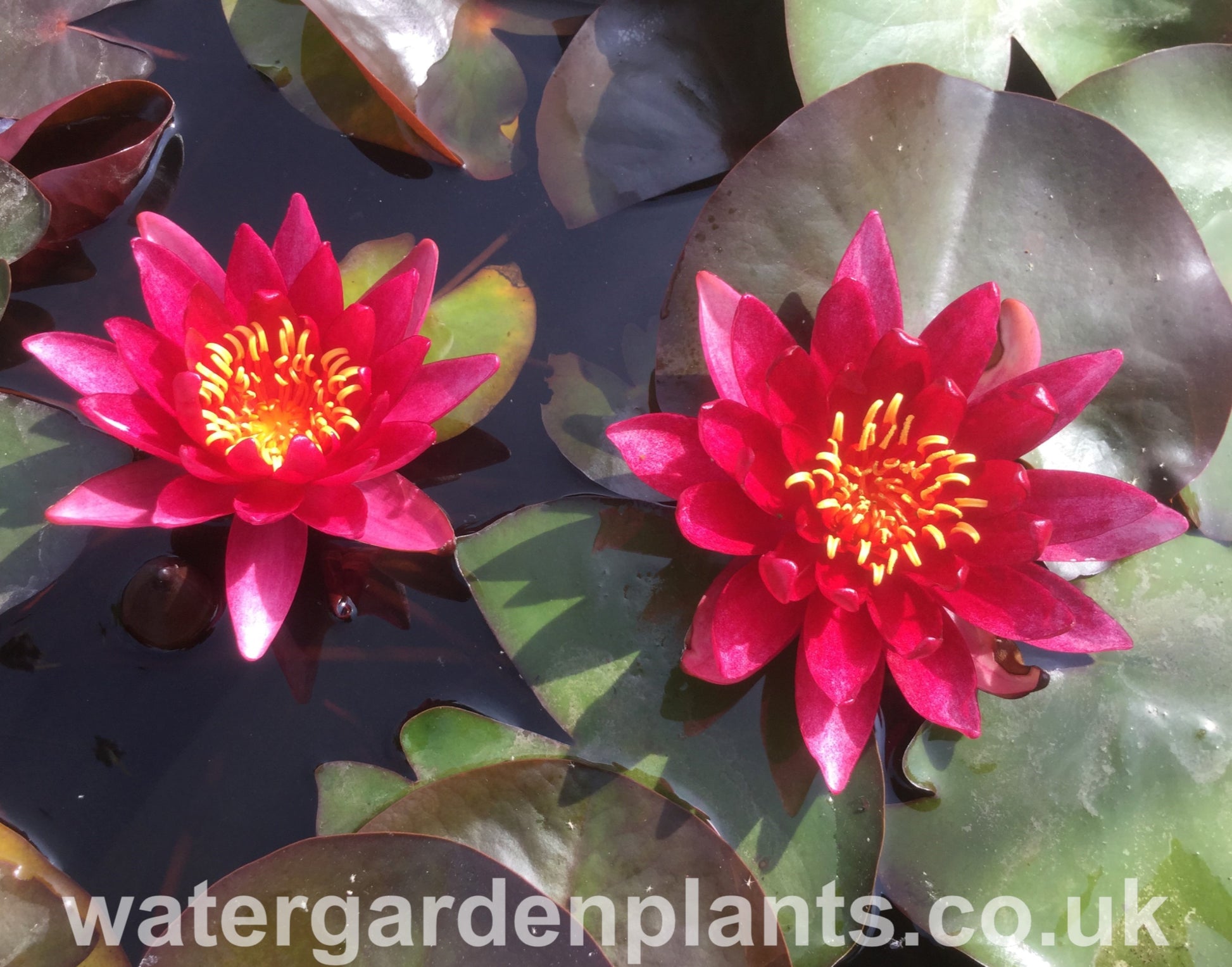 Nymphaea 'Atropurpurea' Waterlily