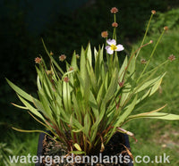 Baldellia_ranunculoides_Lesser_Water_Plantain