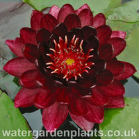 Waterlily Nymphaea 'Black Princess'