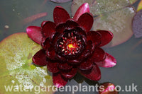 Waterlily Nymphaea 'Black Princess'