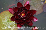 Waterlily Nymphaea 'Black Princess'