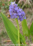 Pontederia cordata - Pickerel Plant with Bee