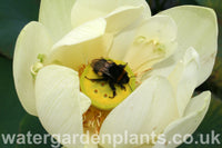 Lotus_Nelumbo_Perrys_Giant_Sunburst with Bumblebee